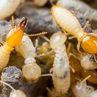 termites