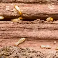 termites swarms