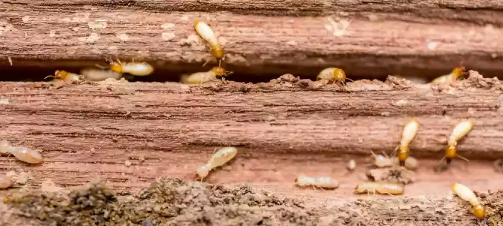 termites swarms